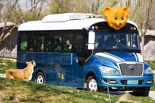 长春野生动物园最新动态与巷弄深处的独特小店魅力