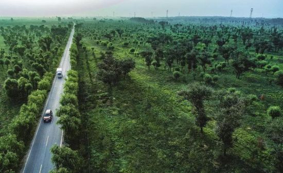 三北防护林绿意盎然背后的温情故事最新消息