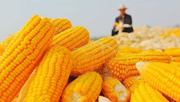 科技引领未来,农村玉米市场最新行情的智能解析