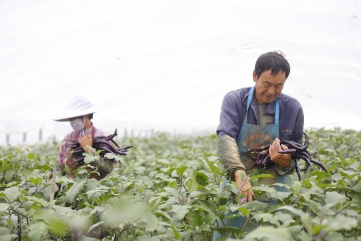 嘉善姚庄最新政策详解,任务完成与技能学习指南