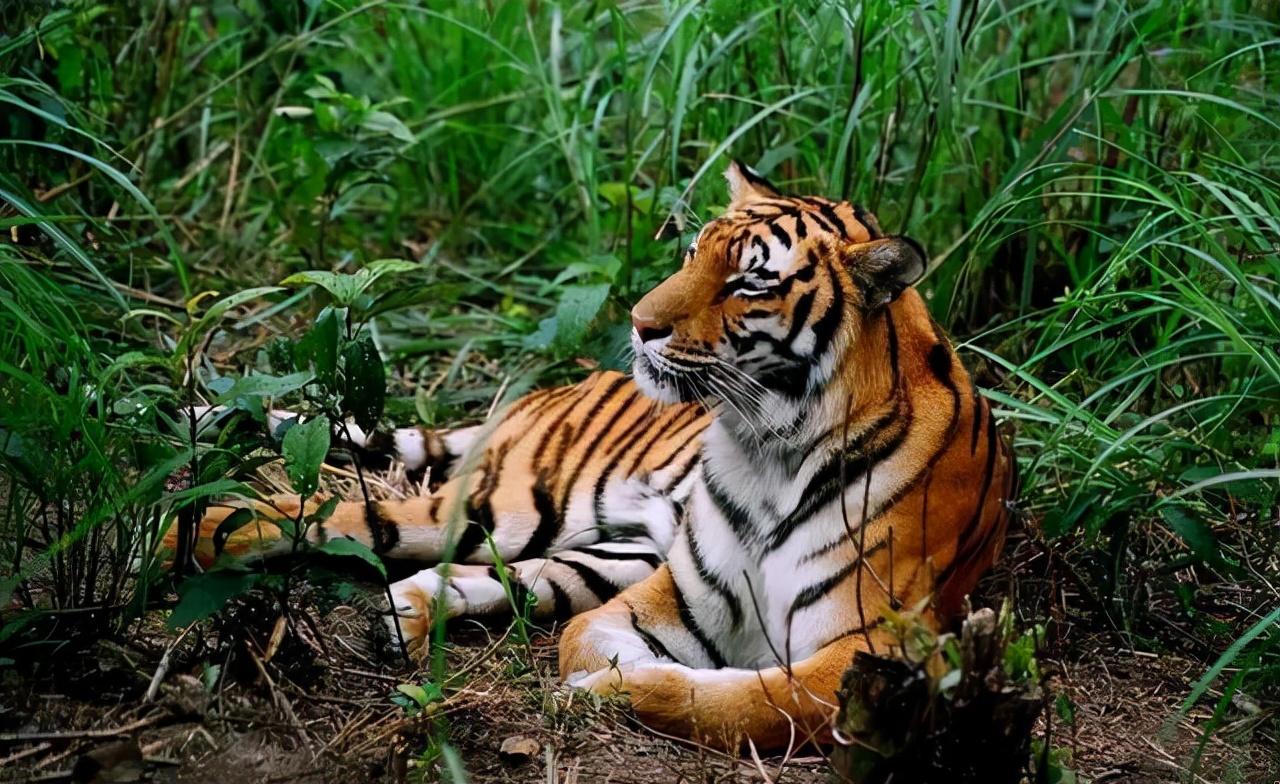 华南虎最新发现,自然之旅的温馨邂逅