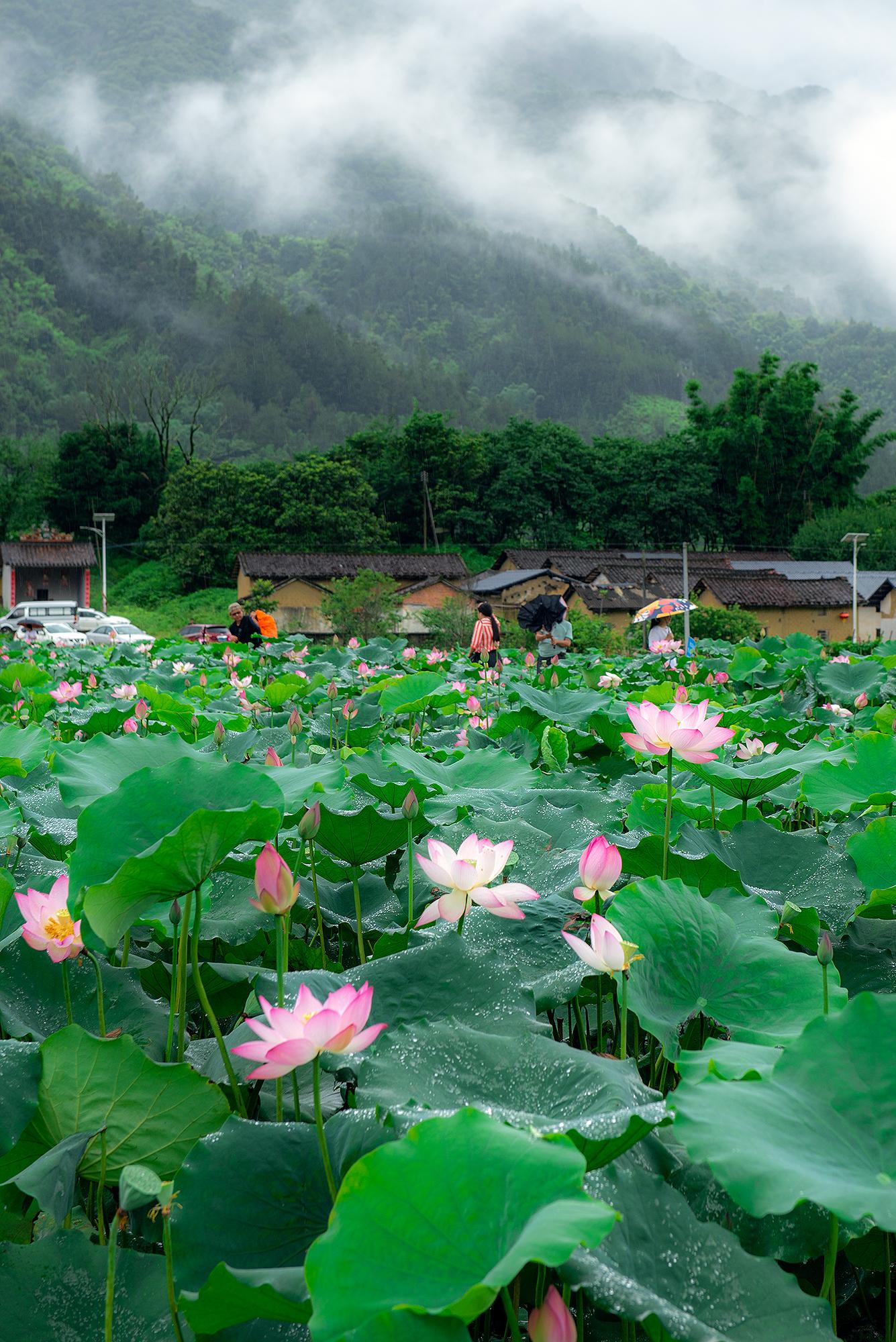美国疫情最新动态,自然呼唤心灵之旅的当下
