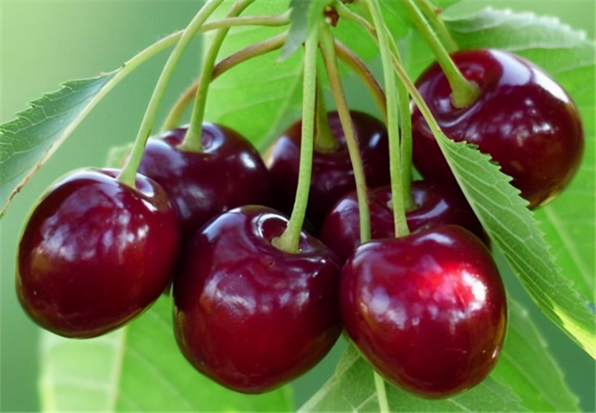 樱桃最新动态更新 🍒