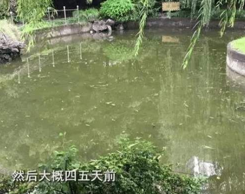 三堡北苑失踪事件揭秘,一场浪漫邂逅背后的真相探索