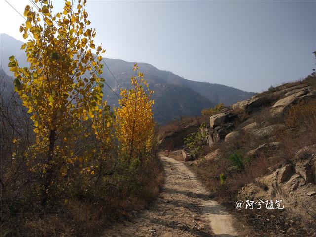 金花最新动态,自然美景探险之旅,探寻内心平静的奇妙之旅