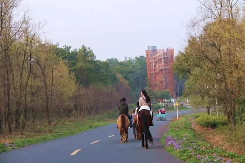 金花最新动态,自然美景探险之旅,探寻内心平静的奇妙之旅