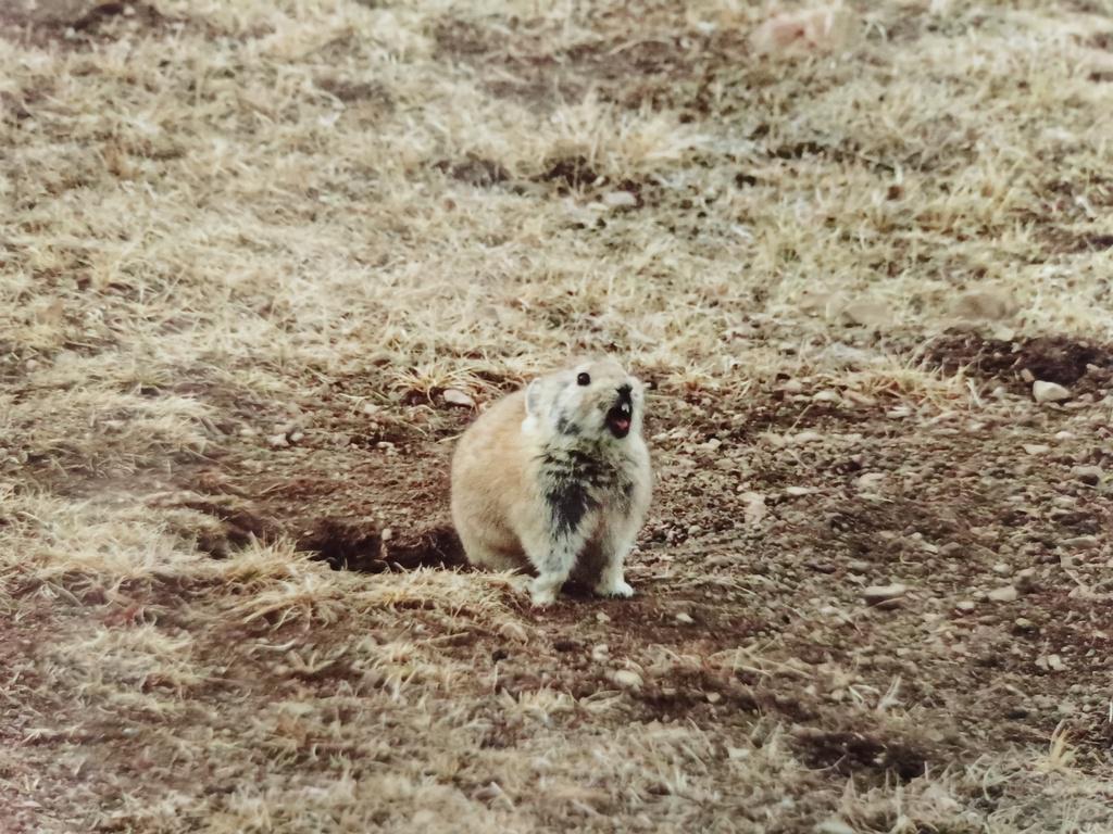 科技与生态并行的创新策略,最新灭鼠动态报道