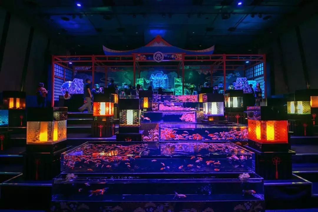 科技前沿体验,最新豚居酒屋完美融合科技与生活的享受