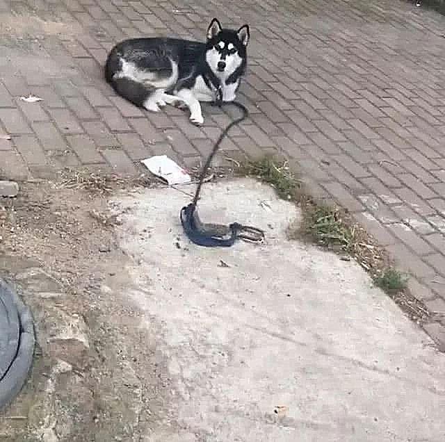 今日生猪价格动态,小明与他的朋友们温馨日常中的深厚友情与陪伴的爱