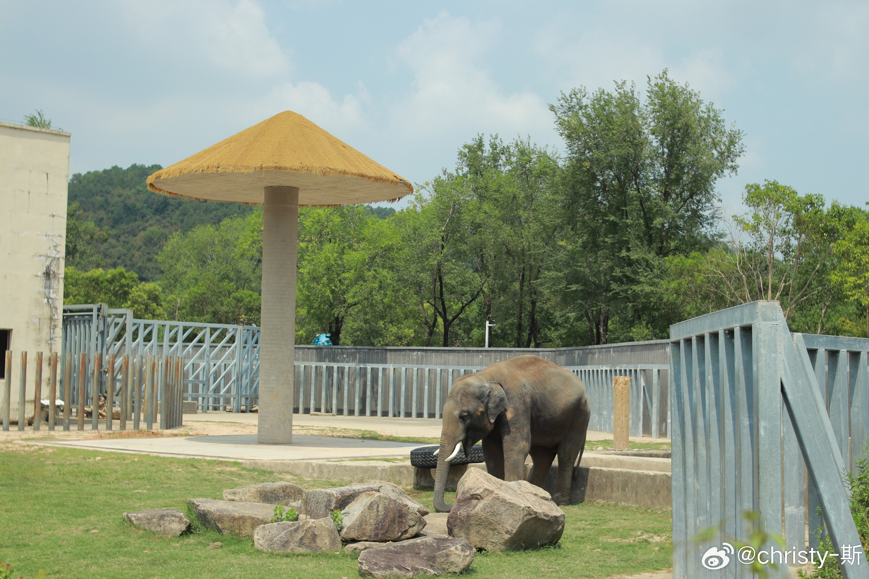 漳州动物园最新探索,自然美景的治愈之旅