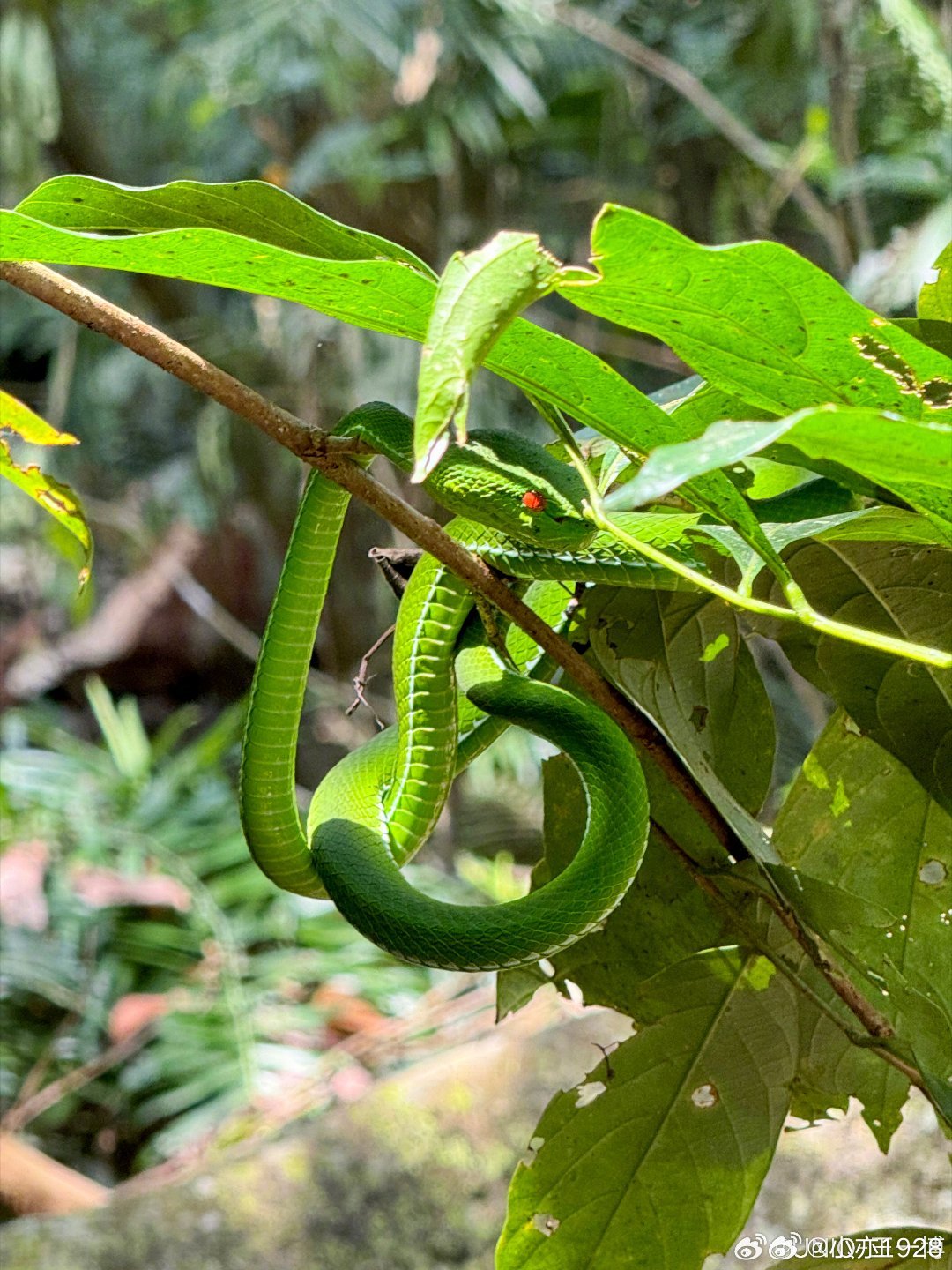 最新蛇信子爆款来袭,让你爱不释手的神奇魅力!