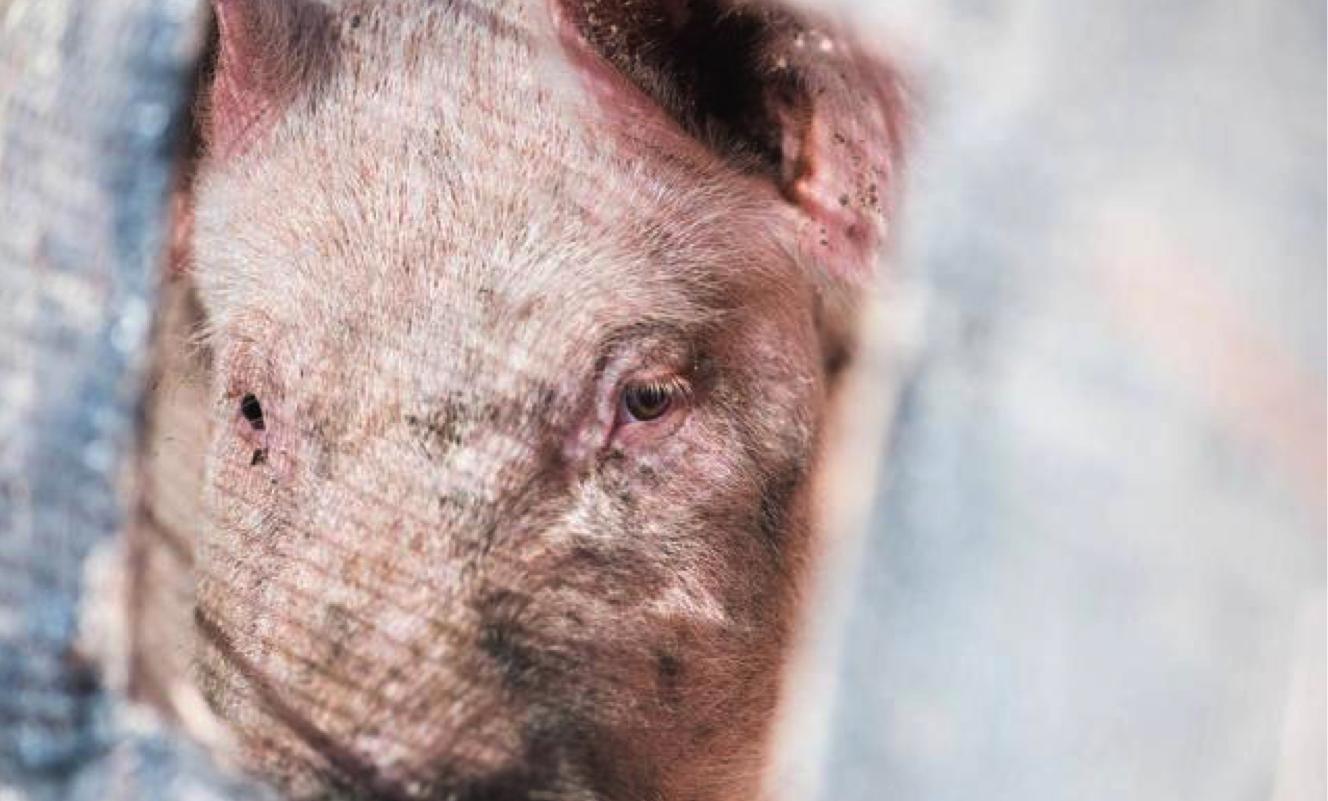 全国生猪最新价格深度分析与观点阐述