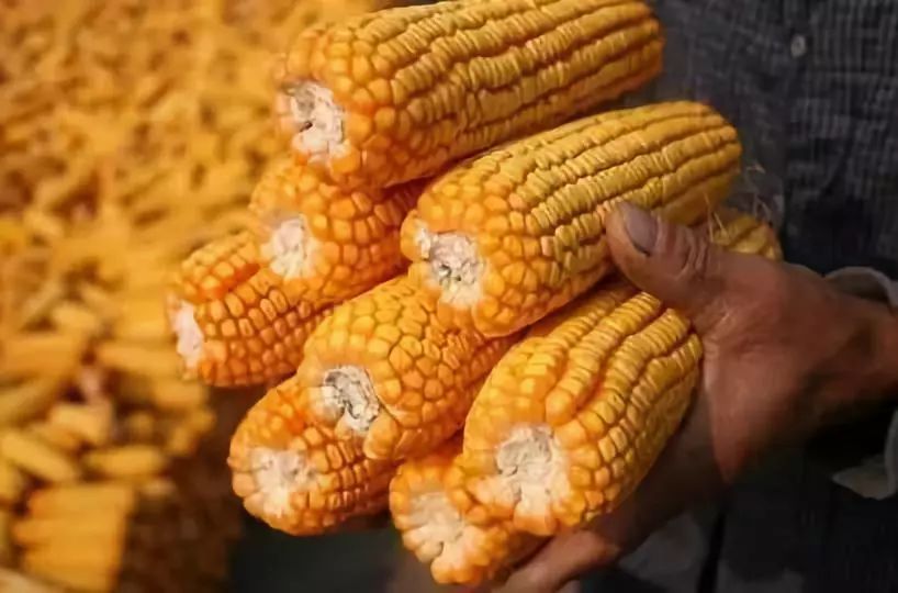 辽宁玉米最新价格深度解析及市场动态探讨