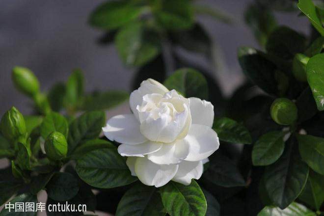 栀子花价格最新动态,温情与家的温馨之旅