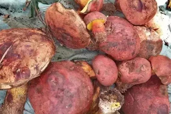 云南高铁开启新时代,科技与生活的完美融合最新动态