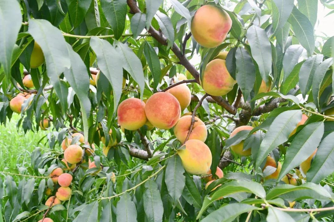 桃最新品种揭秘,小巷里的甜蜜果实盛宴