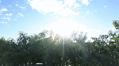 桃最新品种揭秘,小巷里的甜蜜果实盛宴