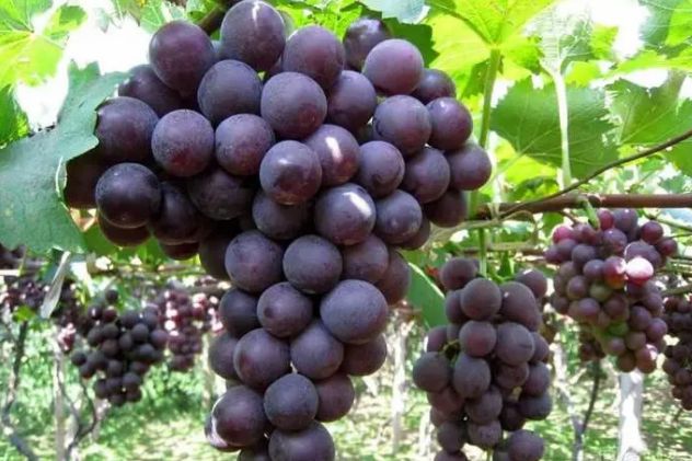 最新葡萄,品质、口感与市场博弈的交响曲