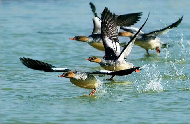 珍稀华南虎最新消息揭秘,现状震撼来袭🐅🔥