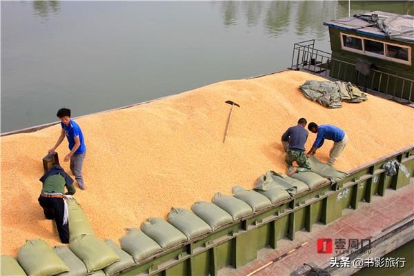 周口玉米最新价格动态,机遇与自我超越的力量探索