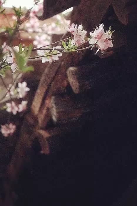 白百合最新,小巷深处的花香秘境