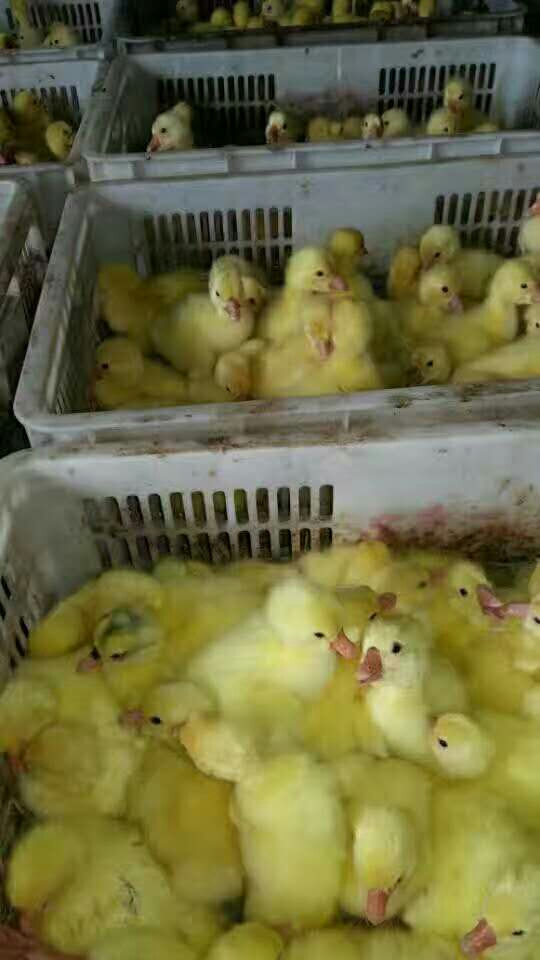 鹅苗市场新篇章,科技引领未来,最新行情解析