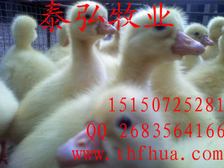 鹅苗市场新篇章,科技引领未来,最新行情解析