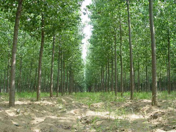 安阳市最新规划图揭秘,城市的未来蓝图展望