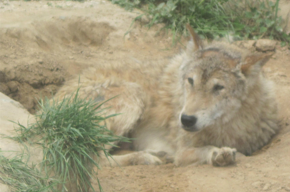 狼窝最新,小巷中的独特风味揭秘