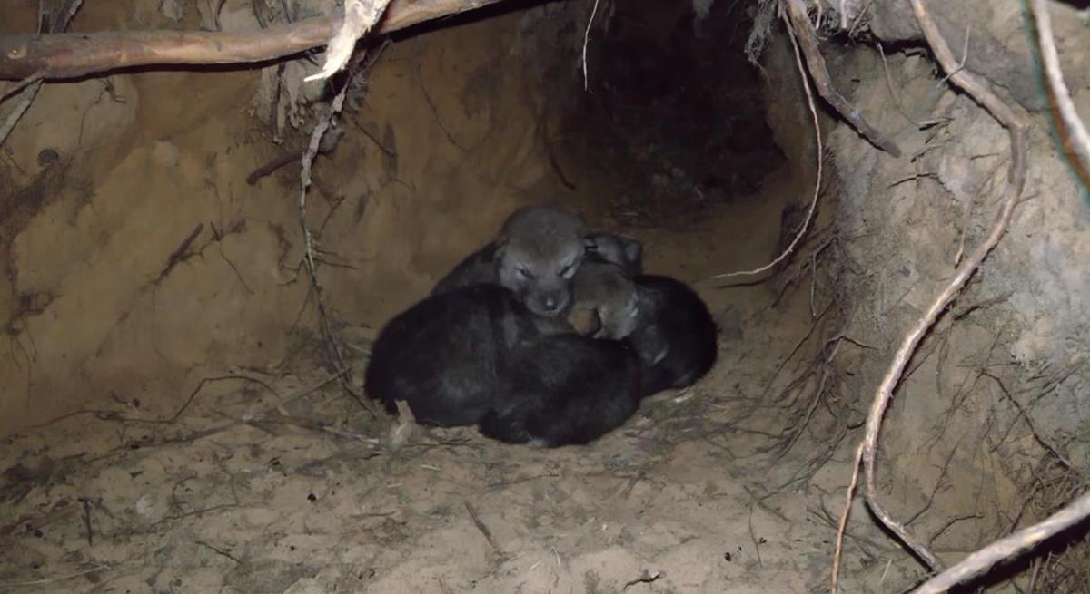狼窝最新,小巷中的独特风味揭秘