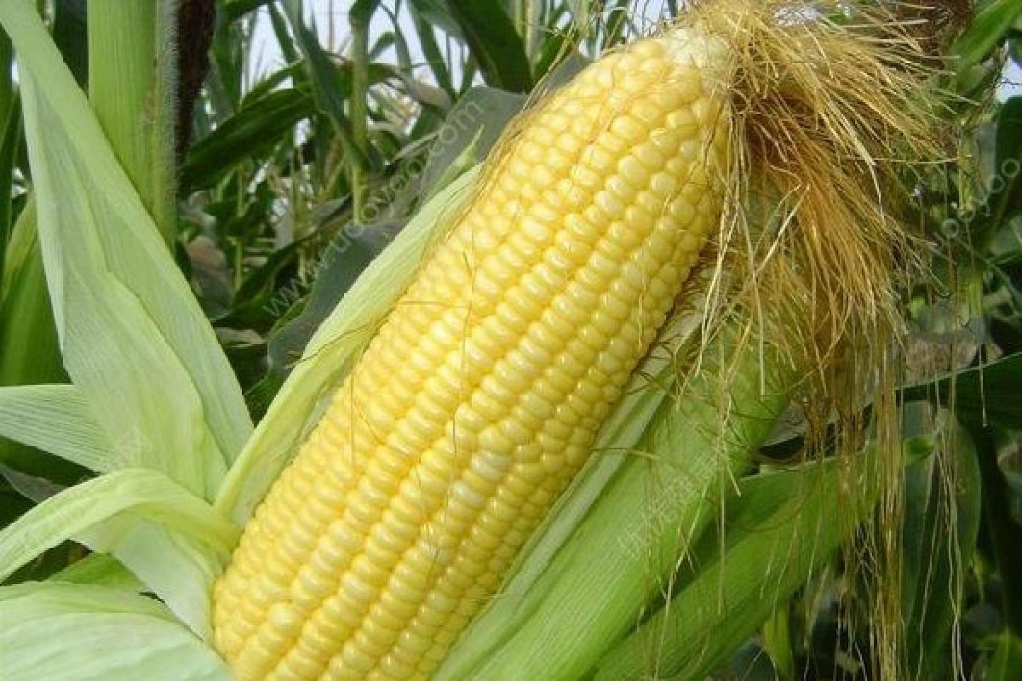 黑龙江玉米最新价格,时代见证与市场波动的反映