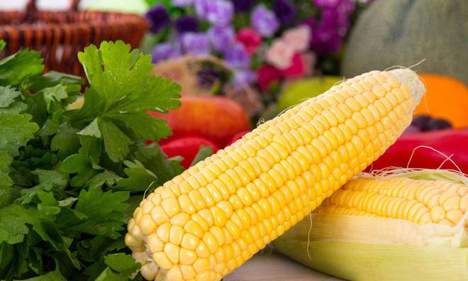 黑龙江玉米最新价格,时代见证与市场波动的反映