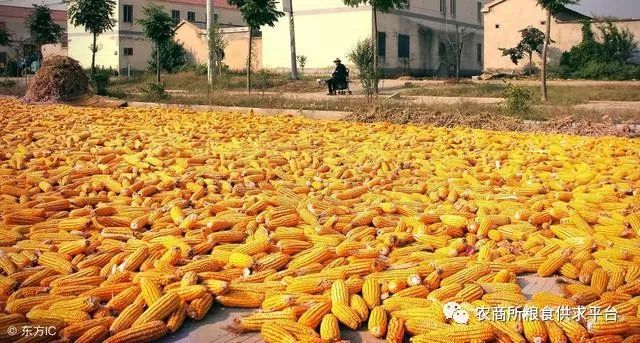 辽宁玉米最新价格,与自然美景的邂逅之旅,探寻内心平静与喜悦的旅程