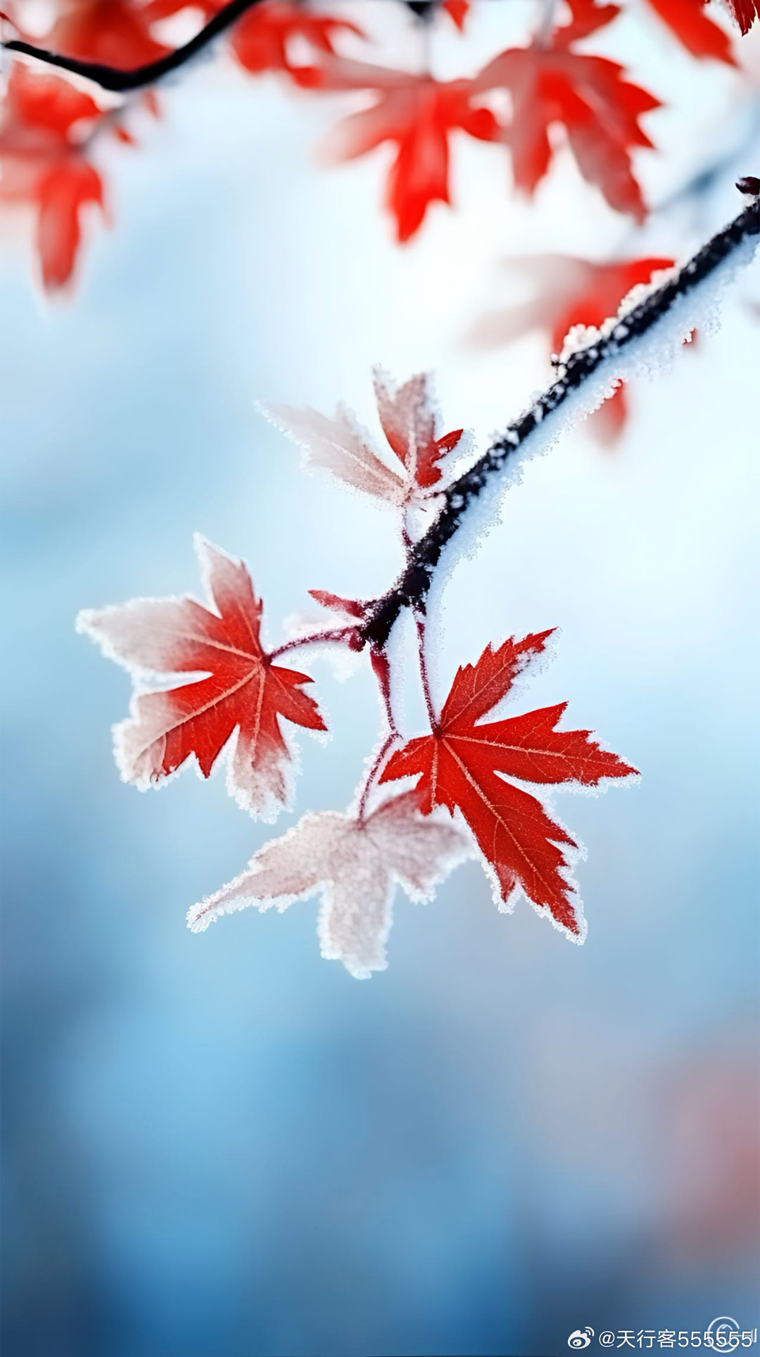 最新红雪,心灵平静之旅的奇妙探寻