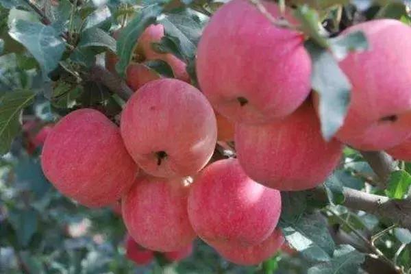 红富士苹果最新价格,一颗果实带来的自信与成就感体验