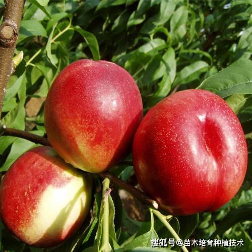 桃最新品种,科技与生活的完美融合风采展示