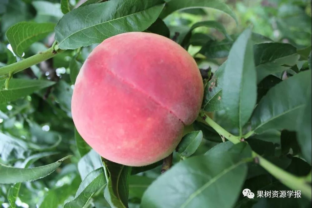 桃最新品种,科技与生活的完美融合风采展示