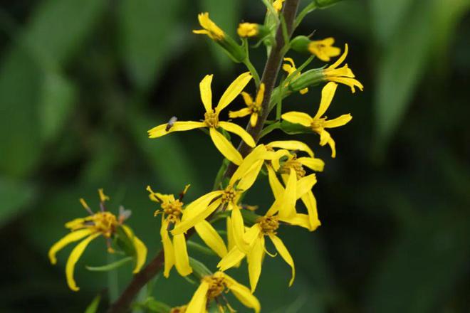 黄芩价格的最新动态,探秘与日常故事。