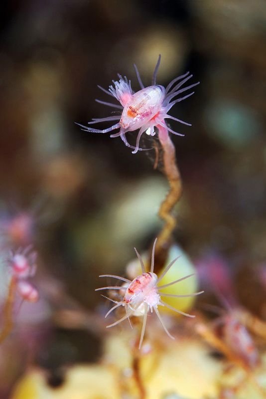 黄芩价格的最新动态,探秘与日常故事。