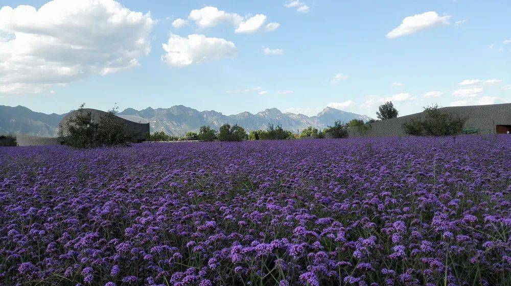 寻找内心的平和,一场葡萄园自然美景的旅行探索