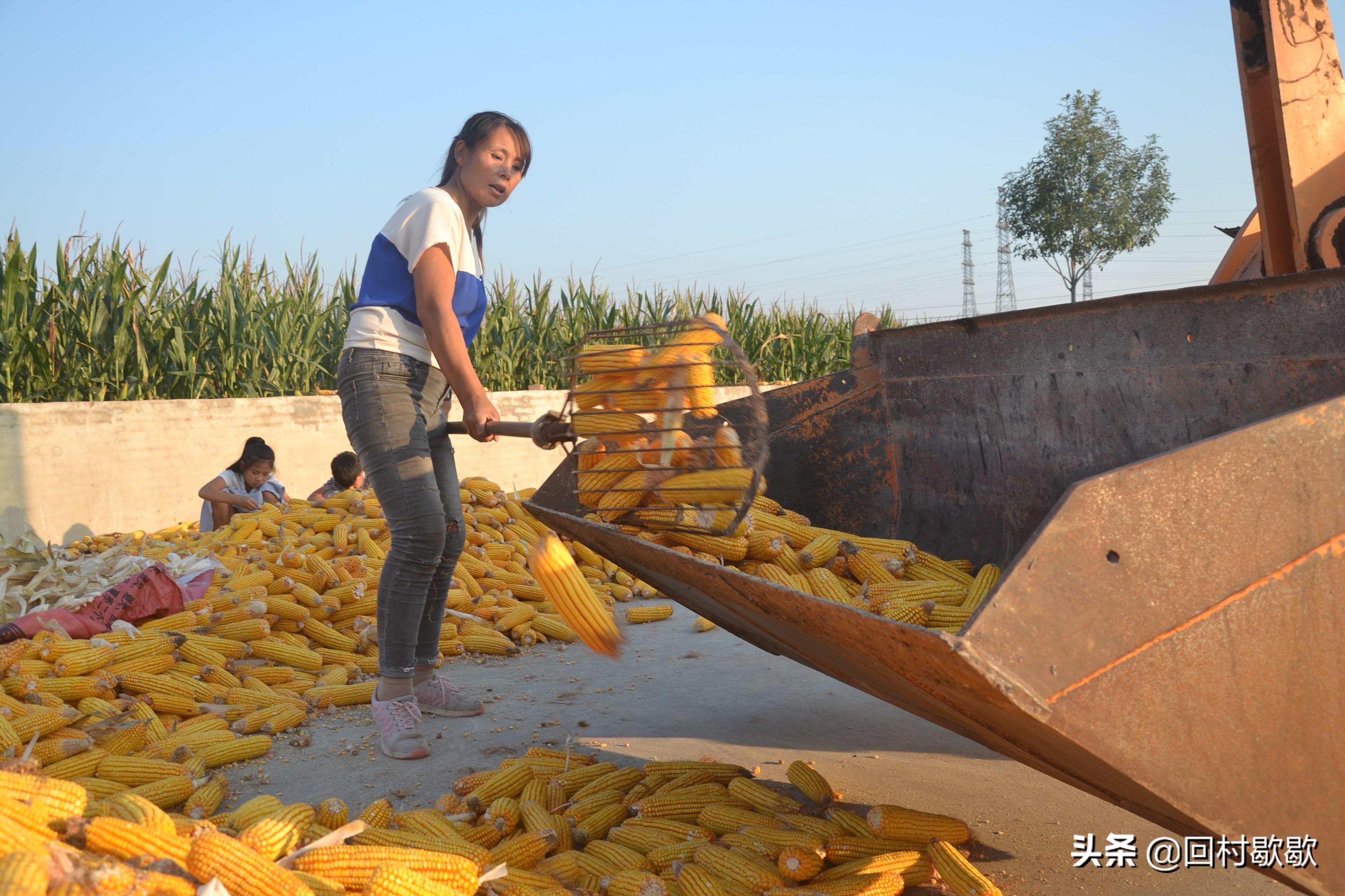 河北玉米价格最新行情报告