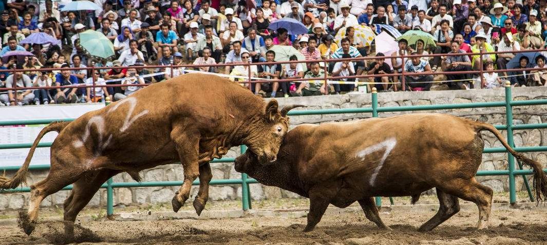 小巷深处的斗牛美食秘境,最新斗牛体验指南