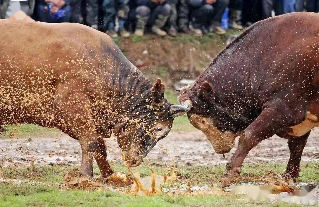 小巷深处的斗牛美食秘境,最新斗牛体验指南