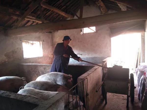 鹅苗最新价格行情概览,市场动态与指南