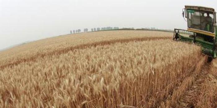 安徽小麦最新价格动态,一手资讯全面掌握!