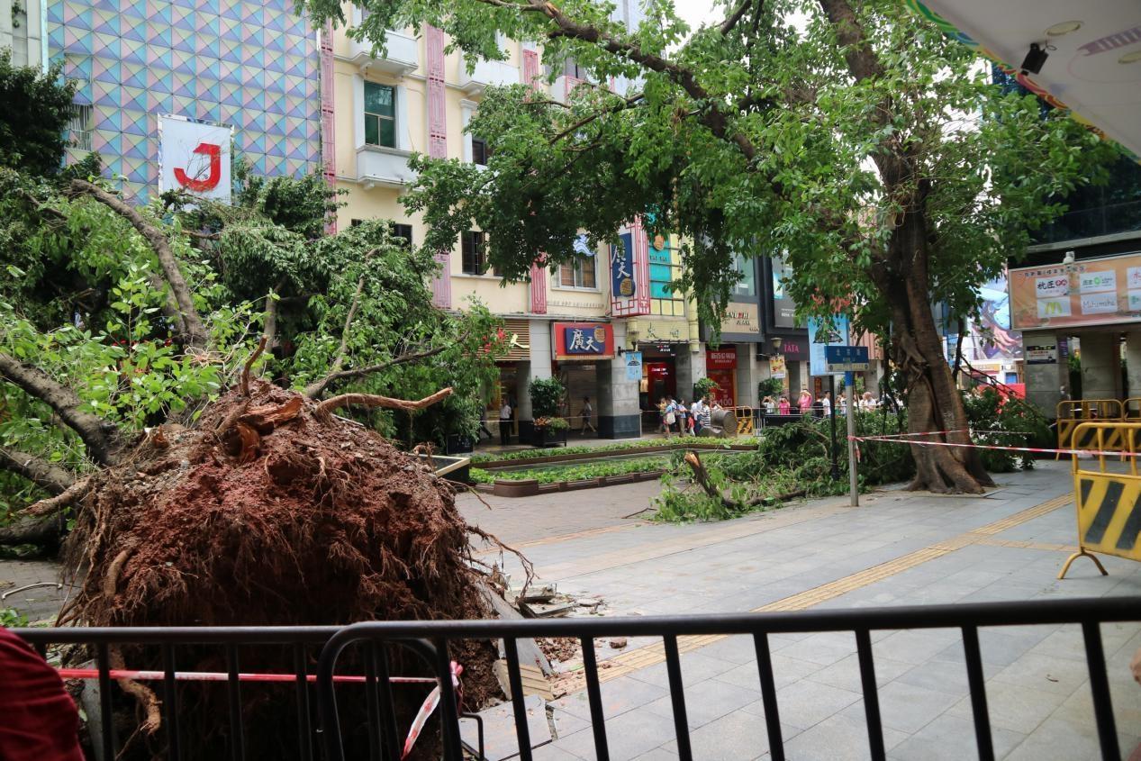 探寻台风路径图背后的独特风味小店,台风最新路径图与小巷深处的秘密风味探索