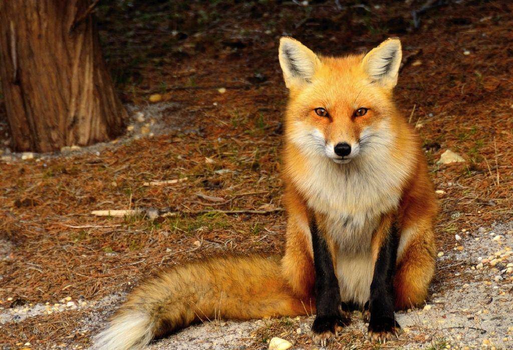 狐狸精影院最新版7,文化与商业的交融盛宴