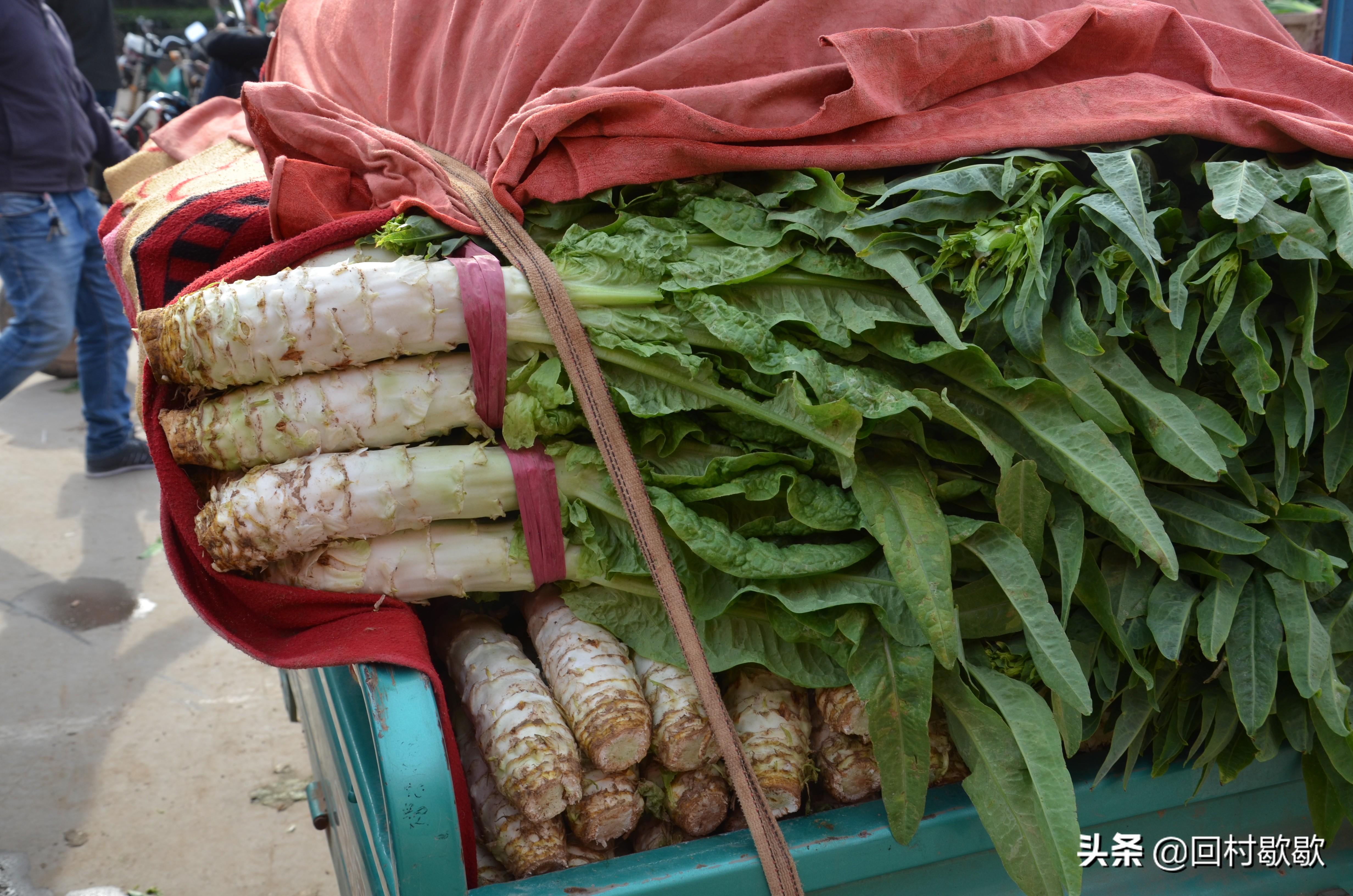 莴笋批发价格行情分析与最新动态