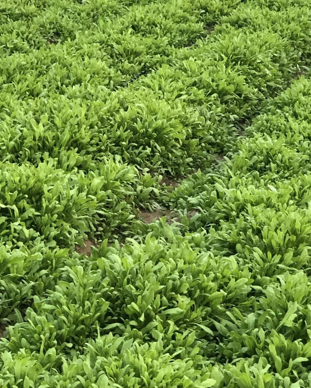 中牟县官渡最新规划图揭秘,未来蓝图展望