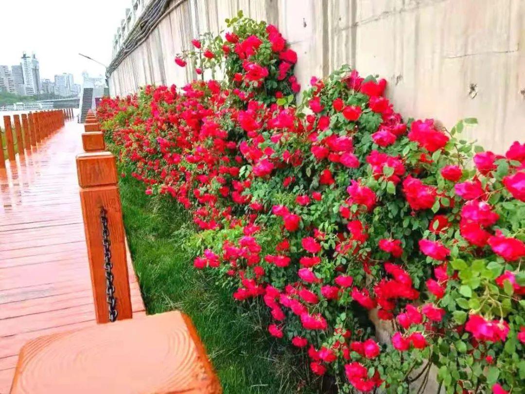 雁滩中心公园最新动态,打造城市绿色新名片